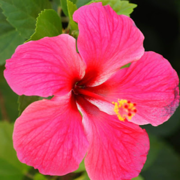 Meet your Posher, Ariana - Picture 1 of 1